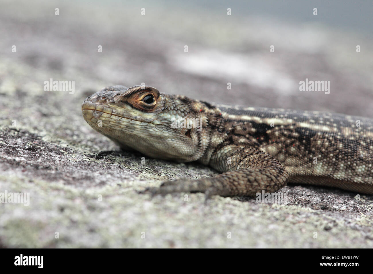 Duméril's Madagascar Swift or Madagascar spotted Spiny-tailed Iguana (Oplurus quadrimaculatus), Pic San Luis, Madagascar Stock Photo