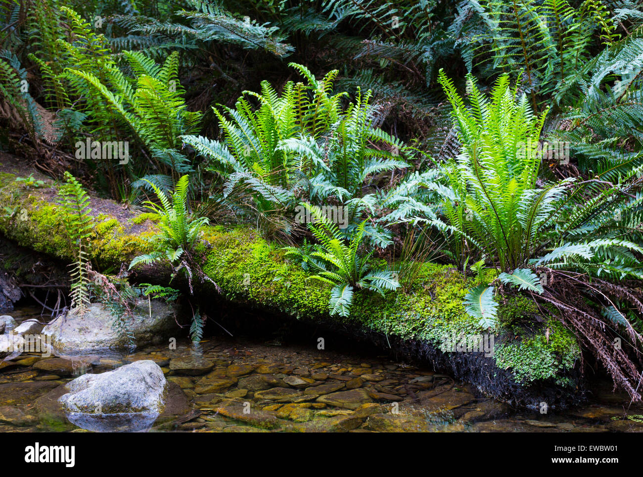 Fishbone Water Ferns (Blechnum nudum) by a rainforest stream in Tasmania, Australia Stock Photo