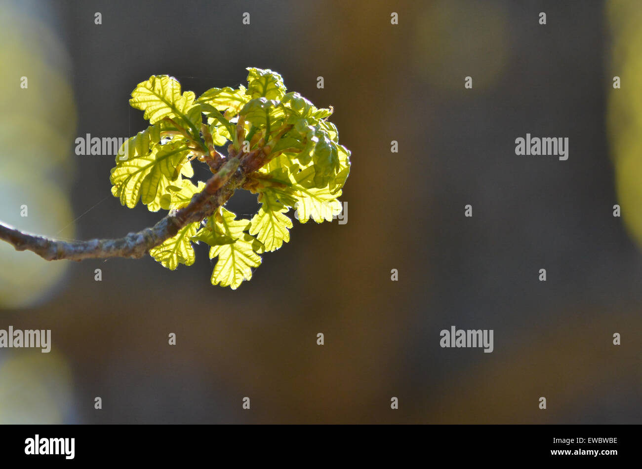 Oak tree bud leaf hires stock photography and images Alamy