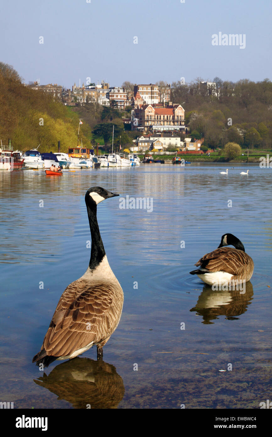 Richmond Hill and the River Thames in Surrey Stock Photo