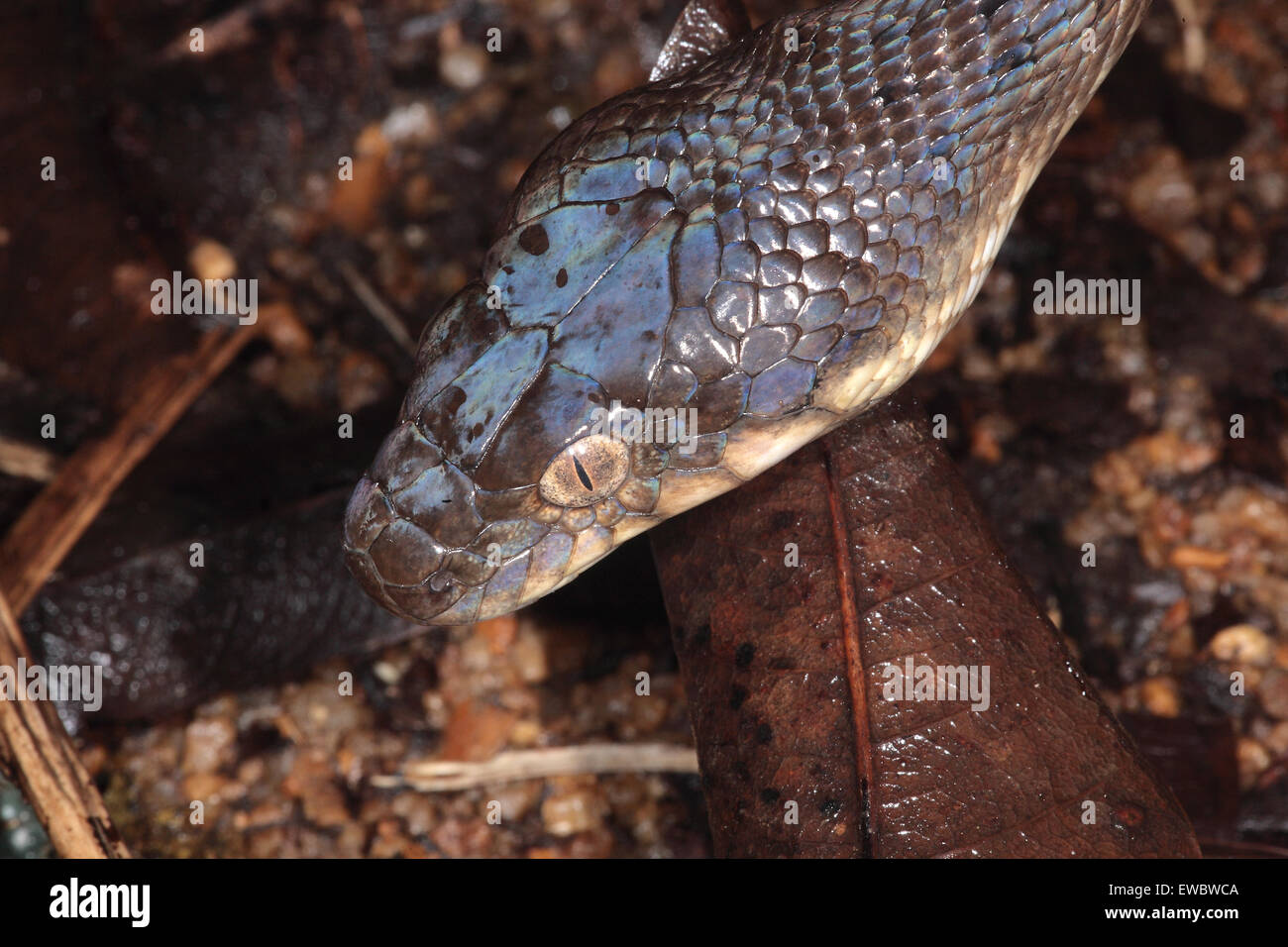 Close-up of head of Madagascar Cat-eyed Snake (Madagascarophis