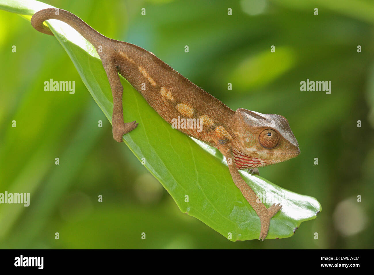 Juvenile Panther Chameleon (Furcifer pardalis) Nosy Mangabe, Madagascar ...