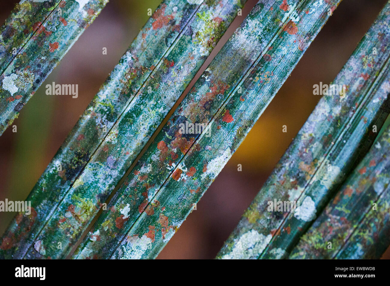 Colourful lichen on a palm leaf in a rainforest in Taman Negara, Malaysia Stock Photo