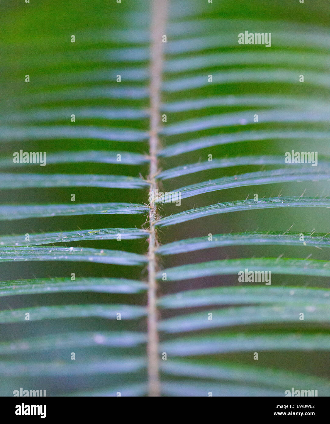Detail of palm foliage with tiny hair-like spines on each leaf, Taman Negara, Malaysia Stock Photo