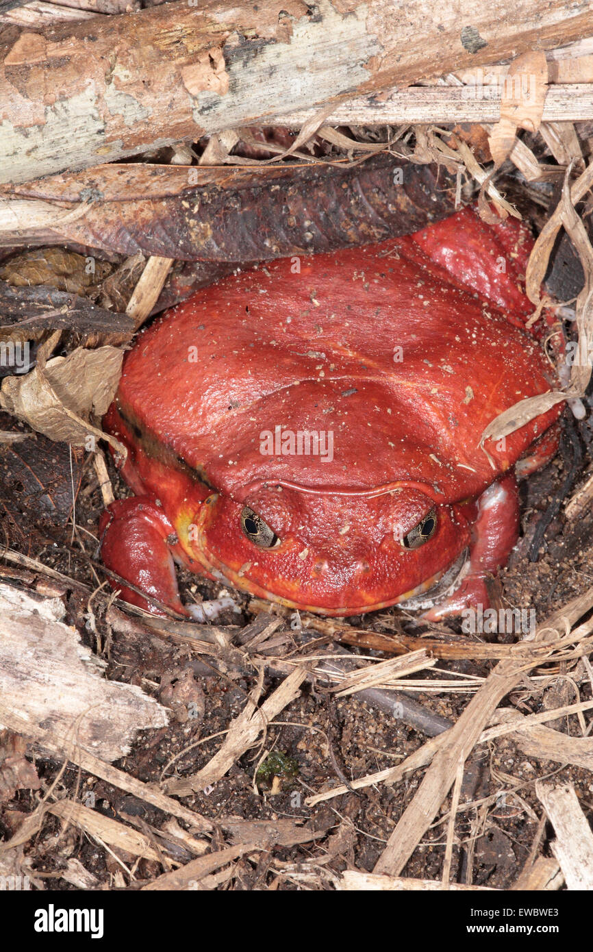 Tomato frog dyscophus antongilii madagascar hires stock photography