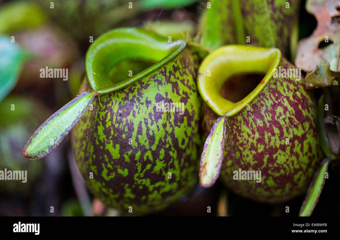 https://c8.alamy.com/comp/EWBWFB/pitcher-plants-nepenthes-ampullaria-in-kubah-national-park-sarawak-EWBWFB.jpg