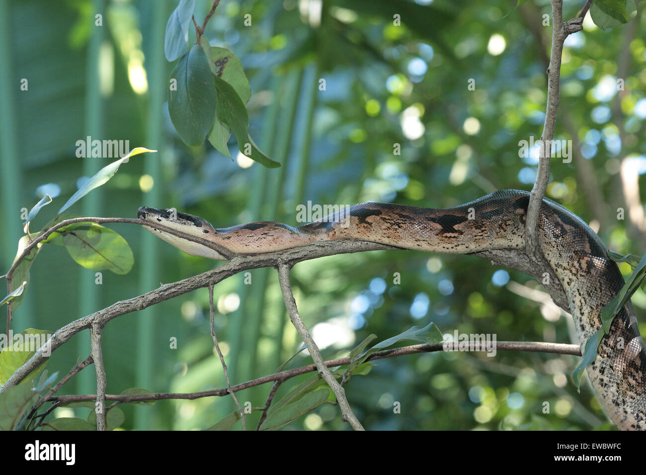 Madagascar Ground Boa (Boa madagascariensis) in tree, Nosy Be