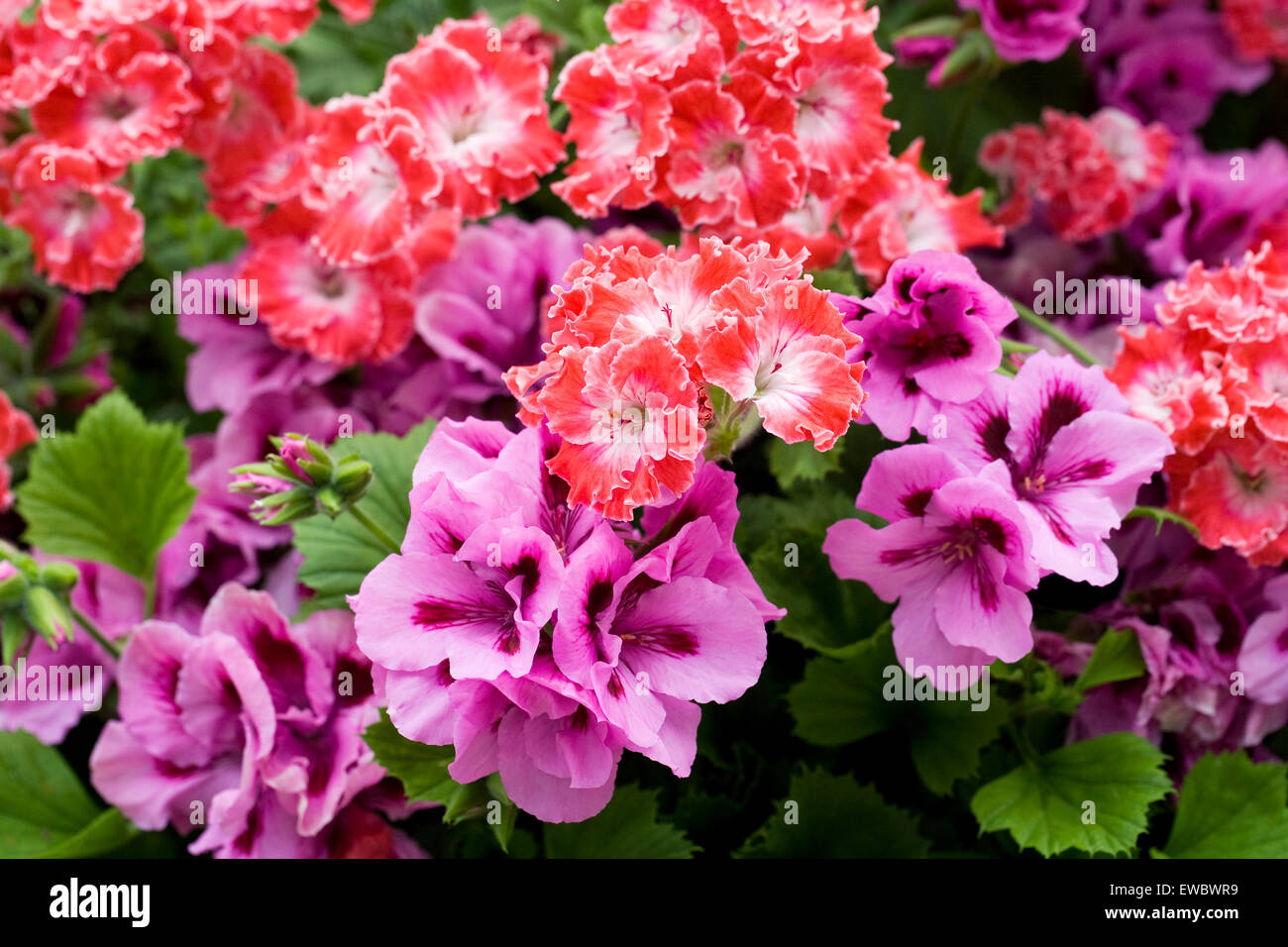 Pelargoniums 'Joy' and 'Lavendar Grand Slam' in flower. Stock Photo