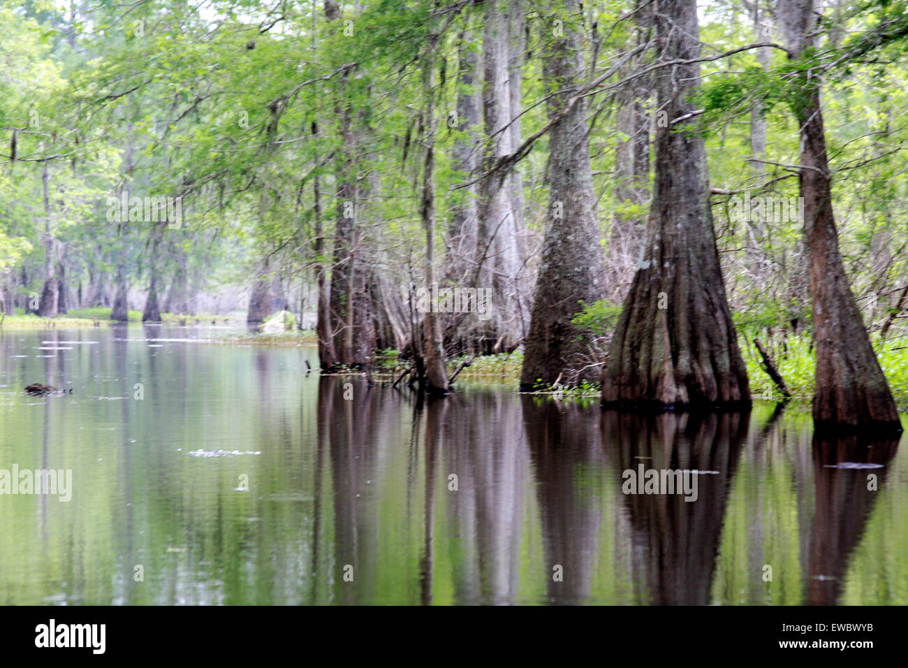 Cypress trees and their reflection in St. Martin lake southern Louisiana Stock Photo