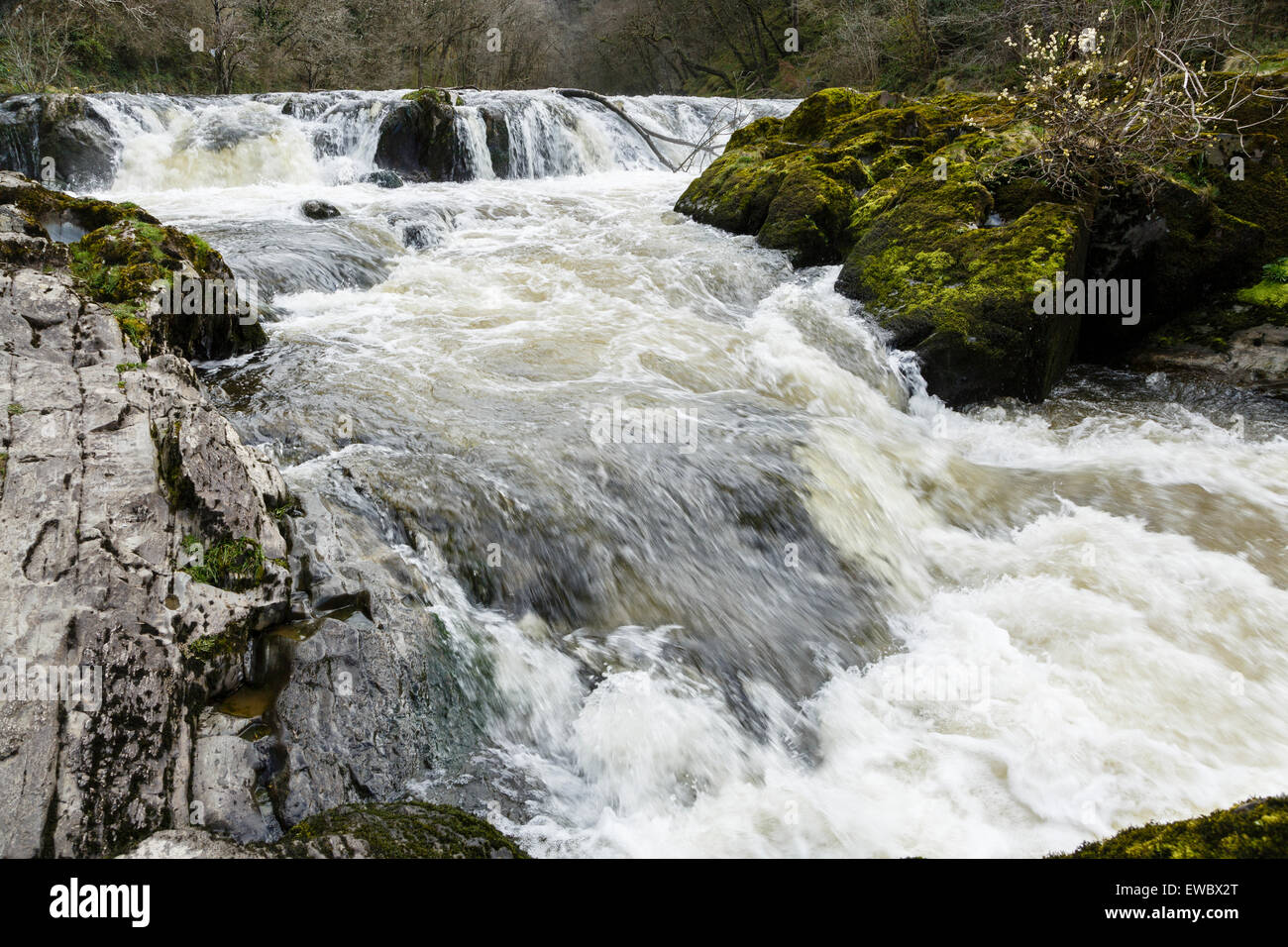 Cenarth Falls, Ceredigion, Wales Stock Photo