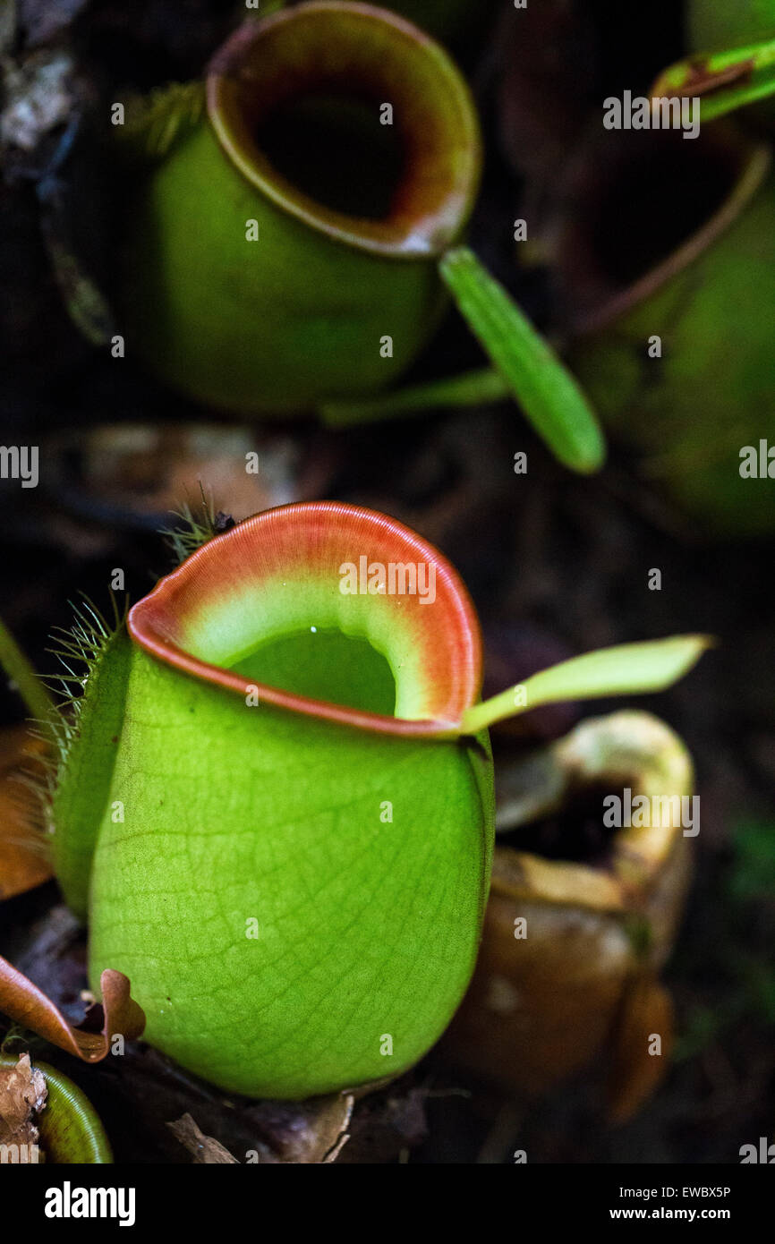 https://c8.alamy.com/comp/EWBX5P/pitcher-plants-nepenthes-ampullaria-in-kubah-national-park-sarawak-EWBX5P.jpg