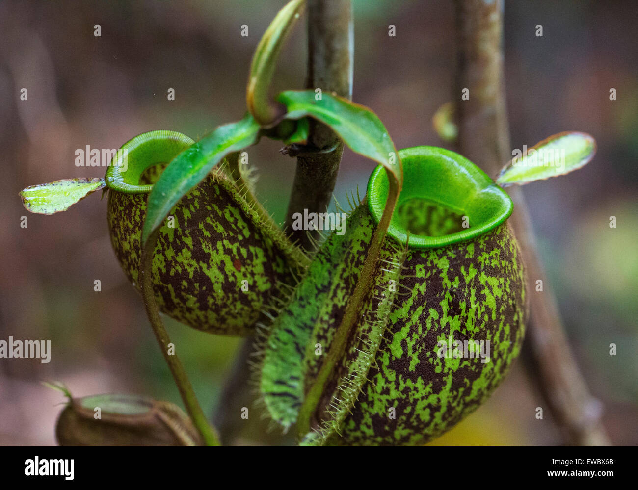 https://c8.alamy.com/comp/EWBX6B/pitcher-plants-nepenthes-ampullaria-in-kubah-national-park-sarawak-EWBX6B.jpg