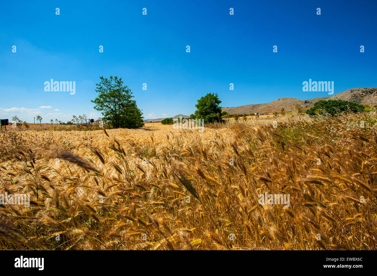 Apulia Country Italy Apulia Country in Province of Bari Stock Photo - Alamy