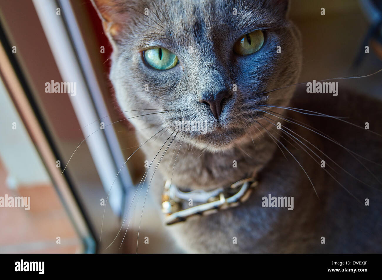 Russian blue cat green eyes hi-res stock photography and images - Alamy