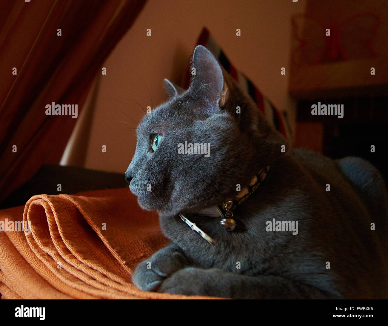 Russian blue cat Stock Photo