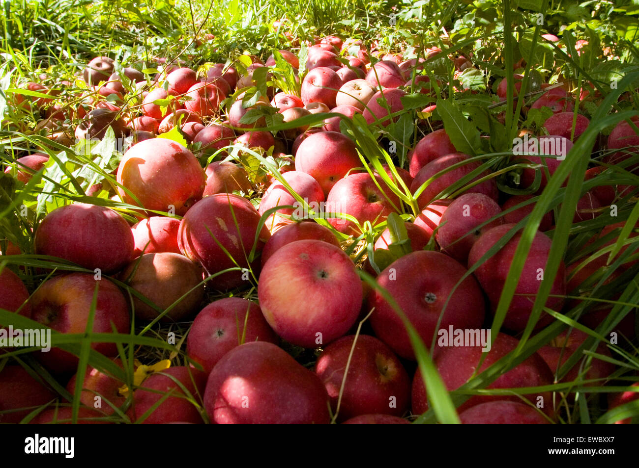 Apples on the ground at Stuart's Fruit Farm in Granite Springs, New