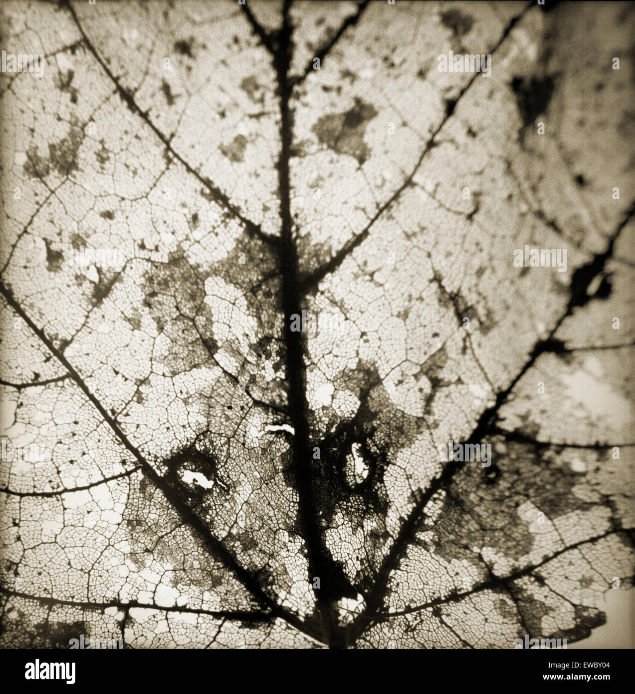Close up veins of dried leaf Stock Photo - Alamy