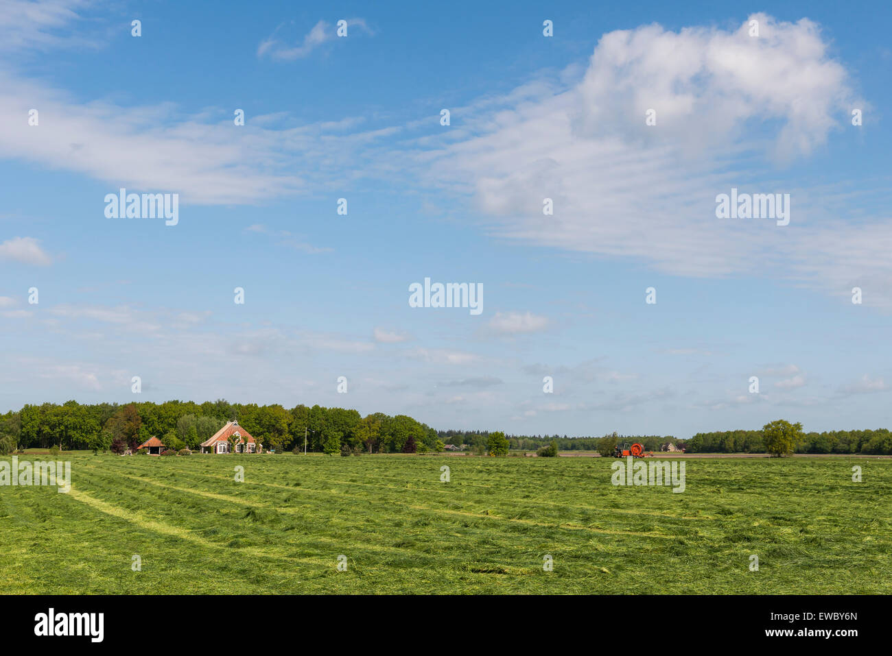 Meadow  with grass that have been mown in province Friesland near Lemmer, The Netherlands, image Daan Kloeg, Commee Stock Photo