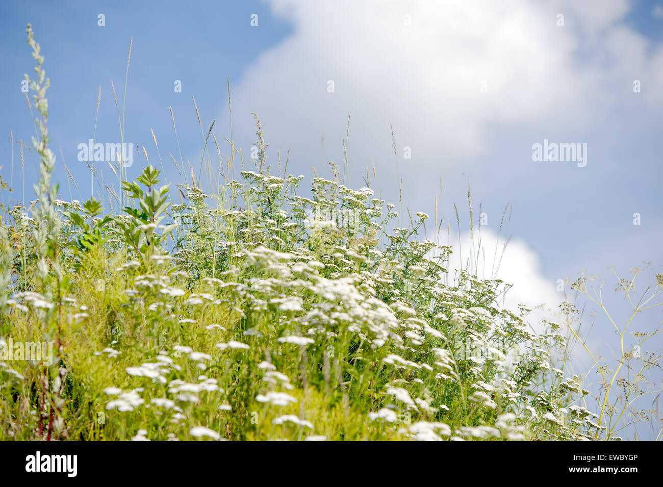 Flowers in the meadow Stock Photo - Alamy