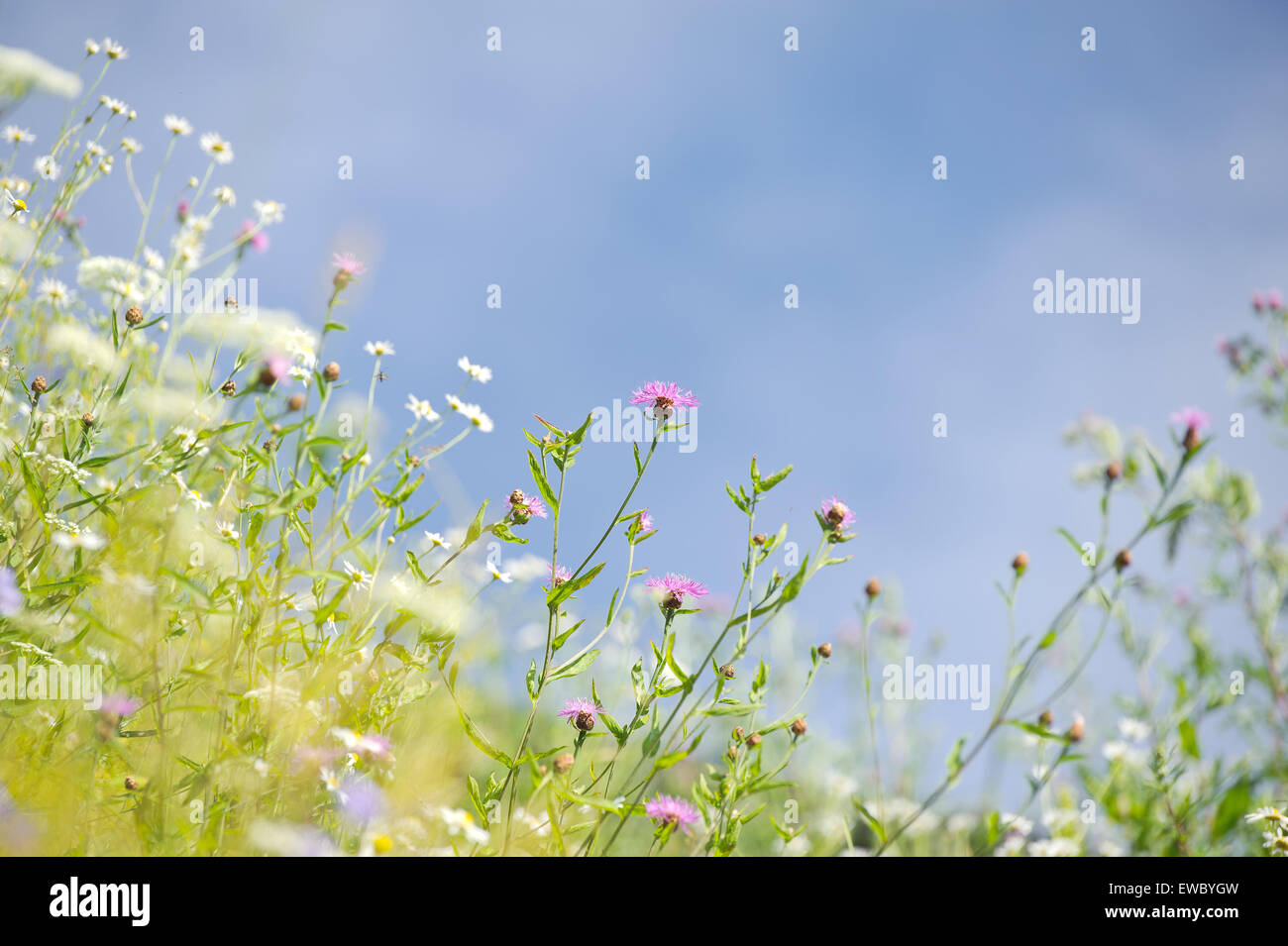 Flowers in the meadow Stock Photo - Alamy