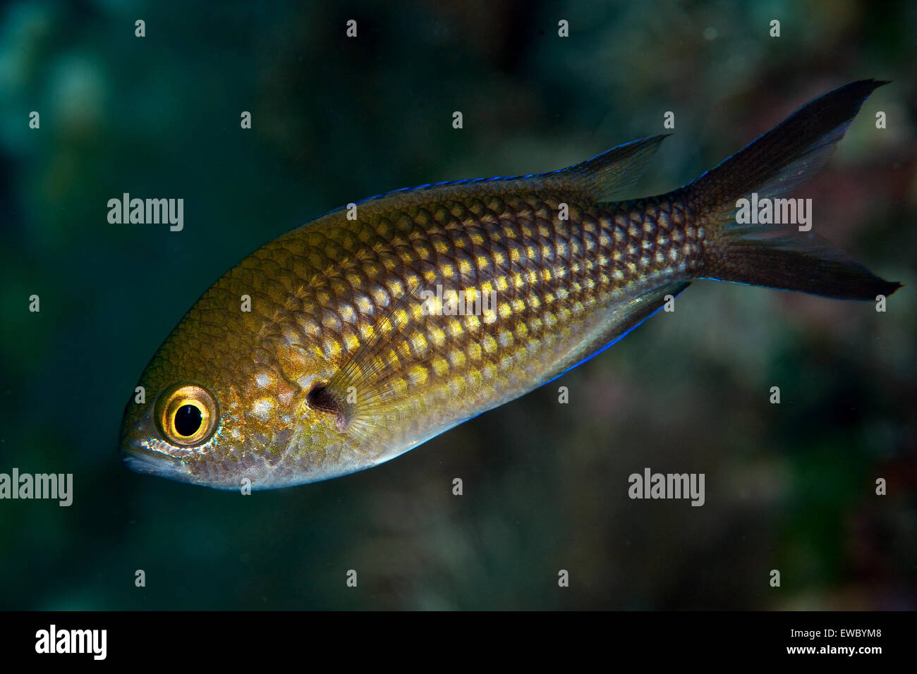 Underwater close-up fish portrait of a damselfish (Chromis chromis) in Ses Salines Natural Park (Formentera, Pityuses, Mediterranean sea, Spain) Stock Photo