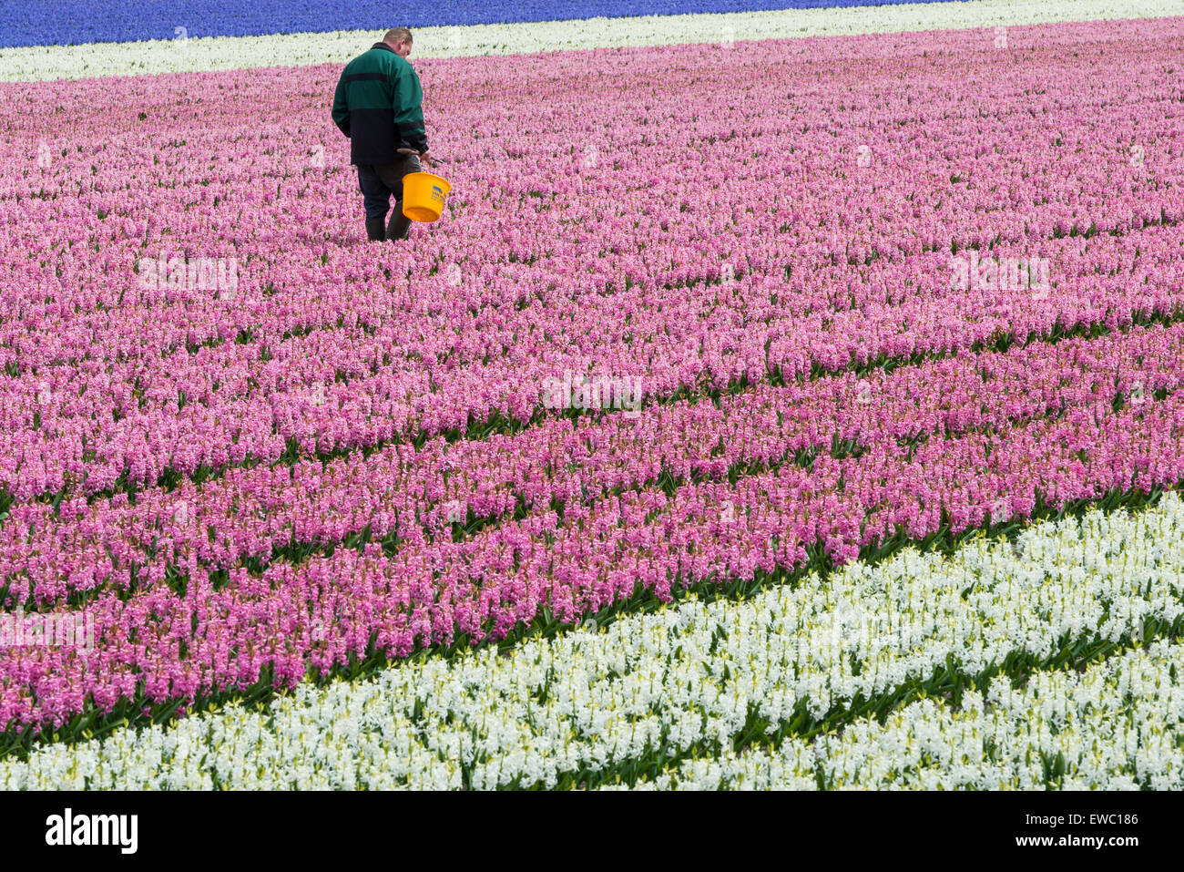 Man in hyacinth field in Holland near Lisse. Stock Photo