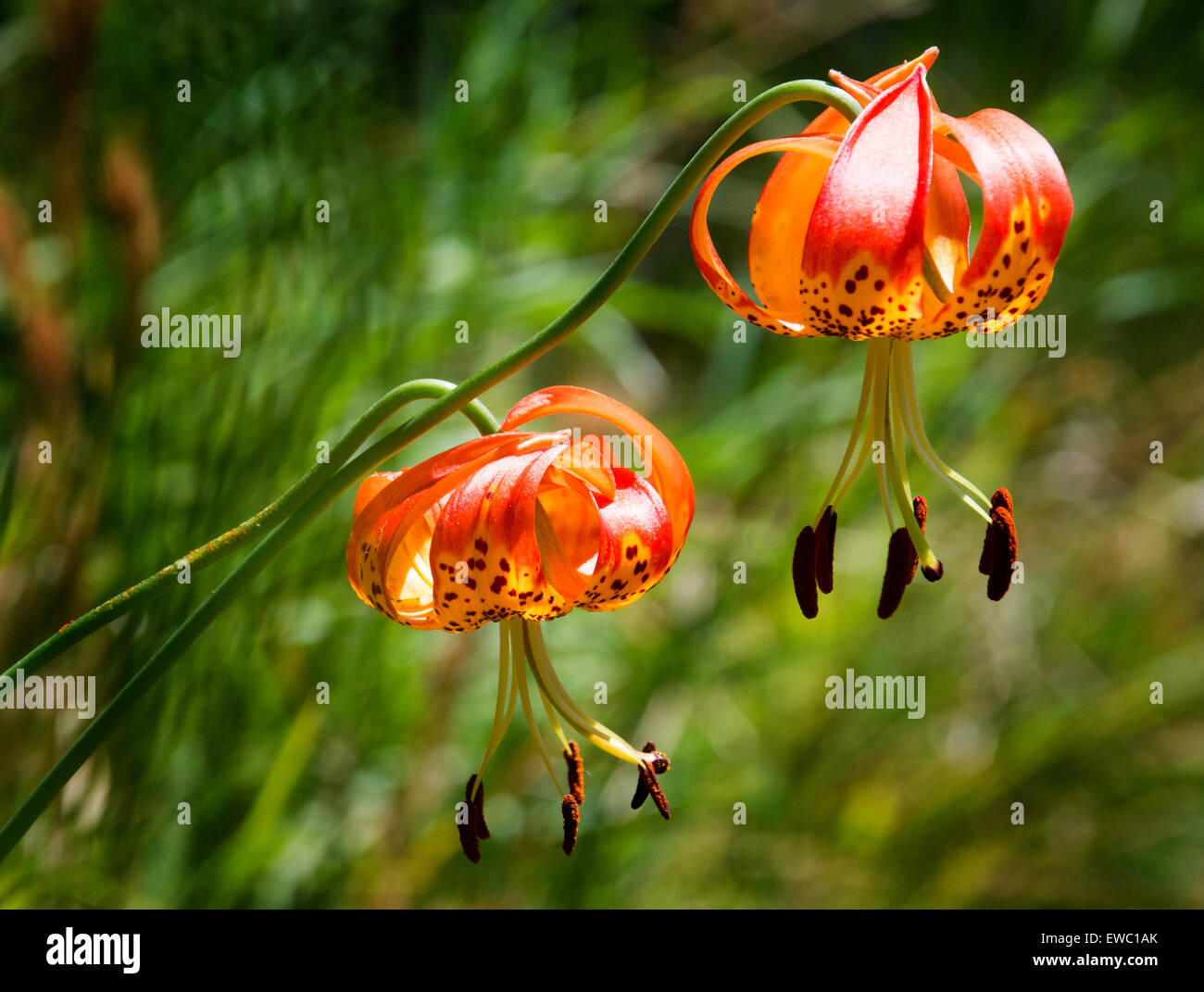 California Tiger Lily, Mt. Tamalpais, California Stock Photo