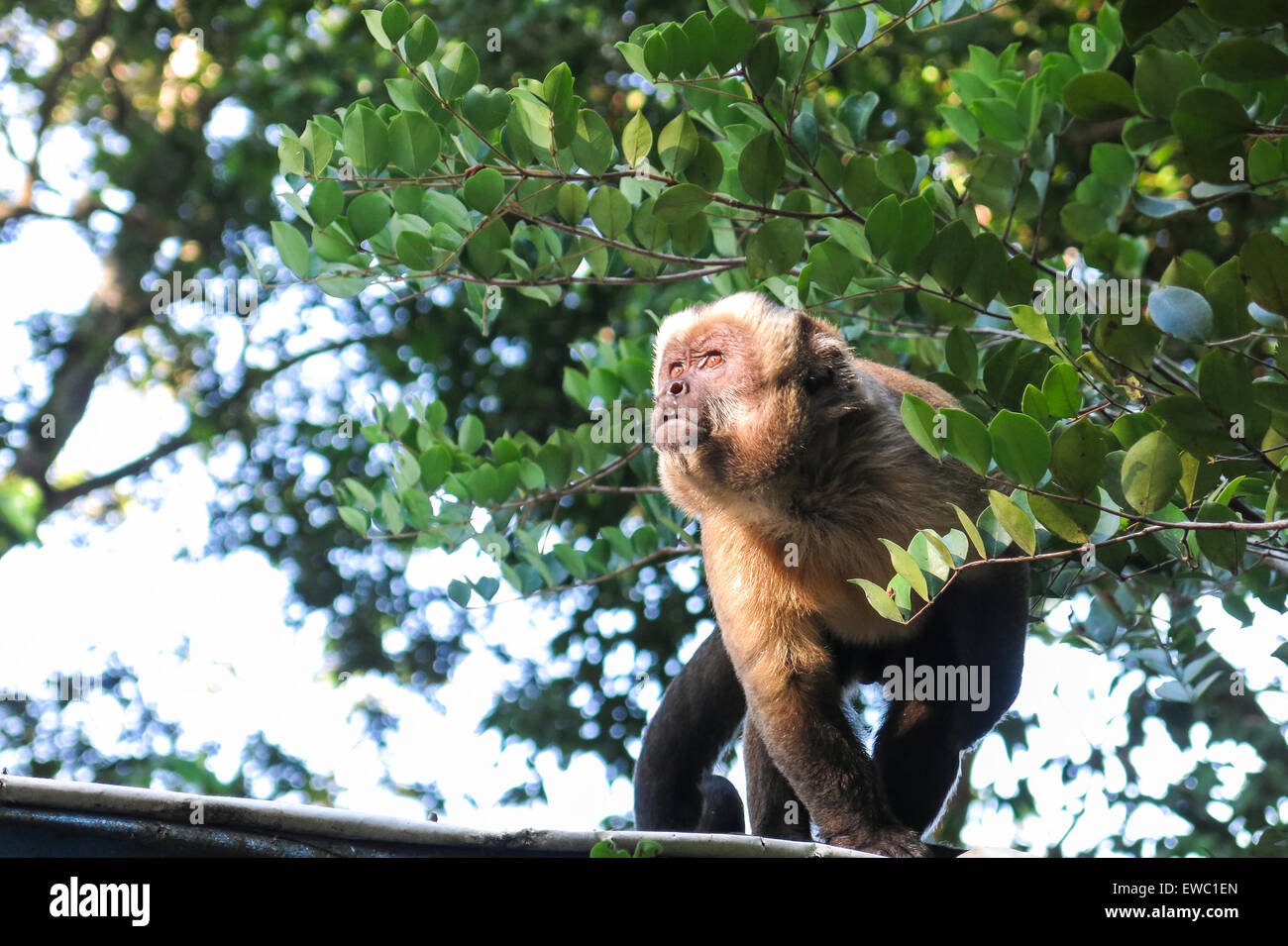 Gracile capuchin best sale monkey for sale