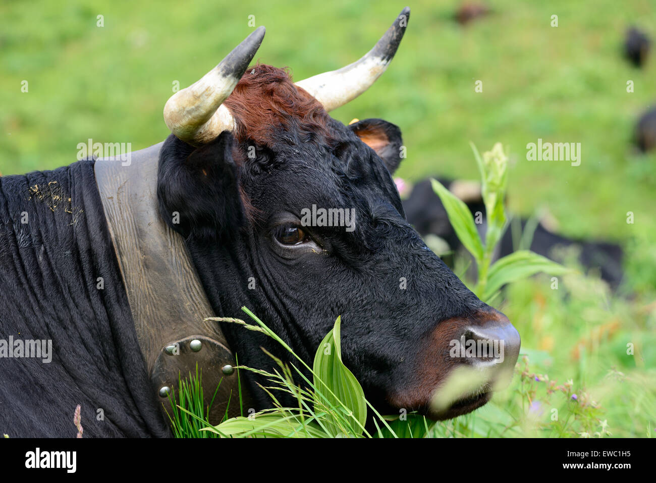 a black cow head with horns in the grass Stock Photo - Alamy