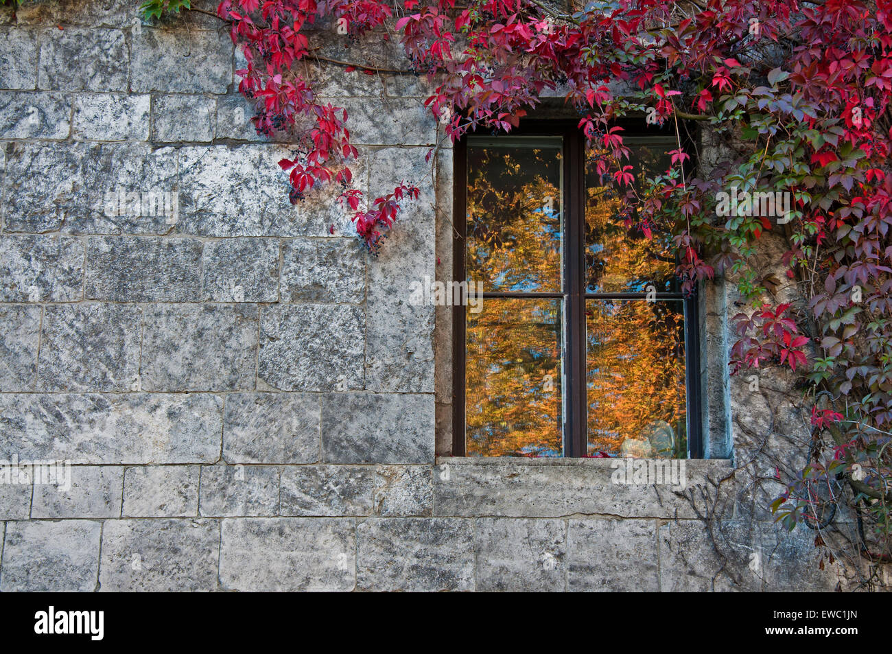 House creeping plants ivy hi-res stock photography and images - Alamy