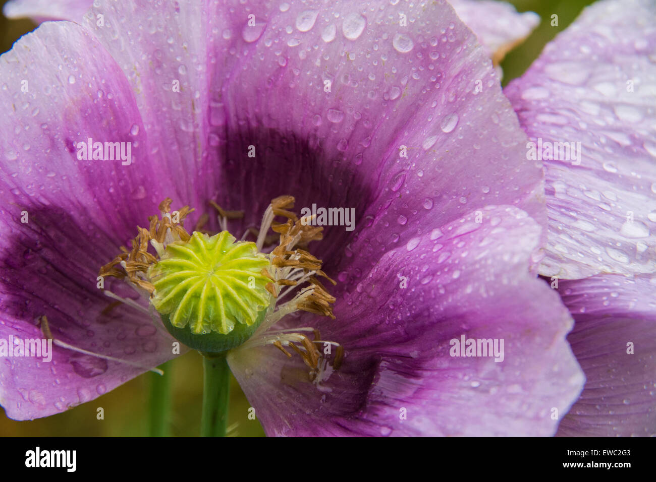 Purple poppies hi-res stock photography and images - Alamy