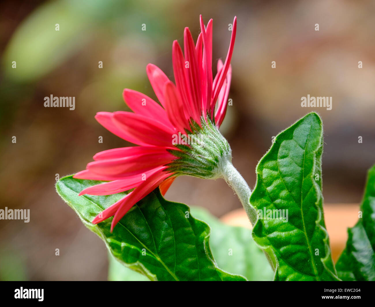 A deep pink Gerbera Daisy showing the backside, the sepal, of the flower. Oklahoma, USA. Stock Photo