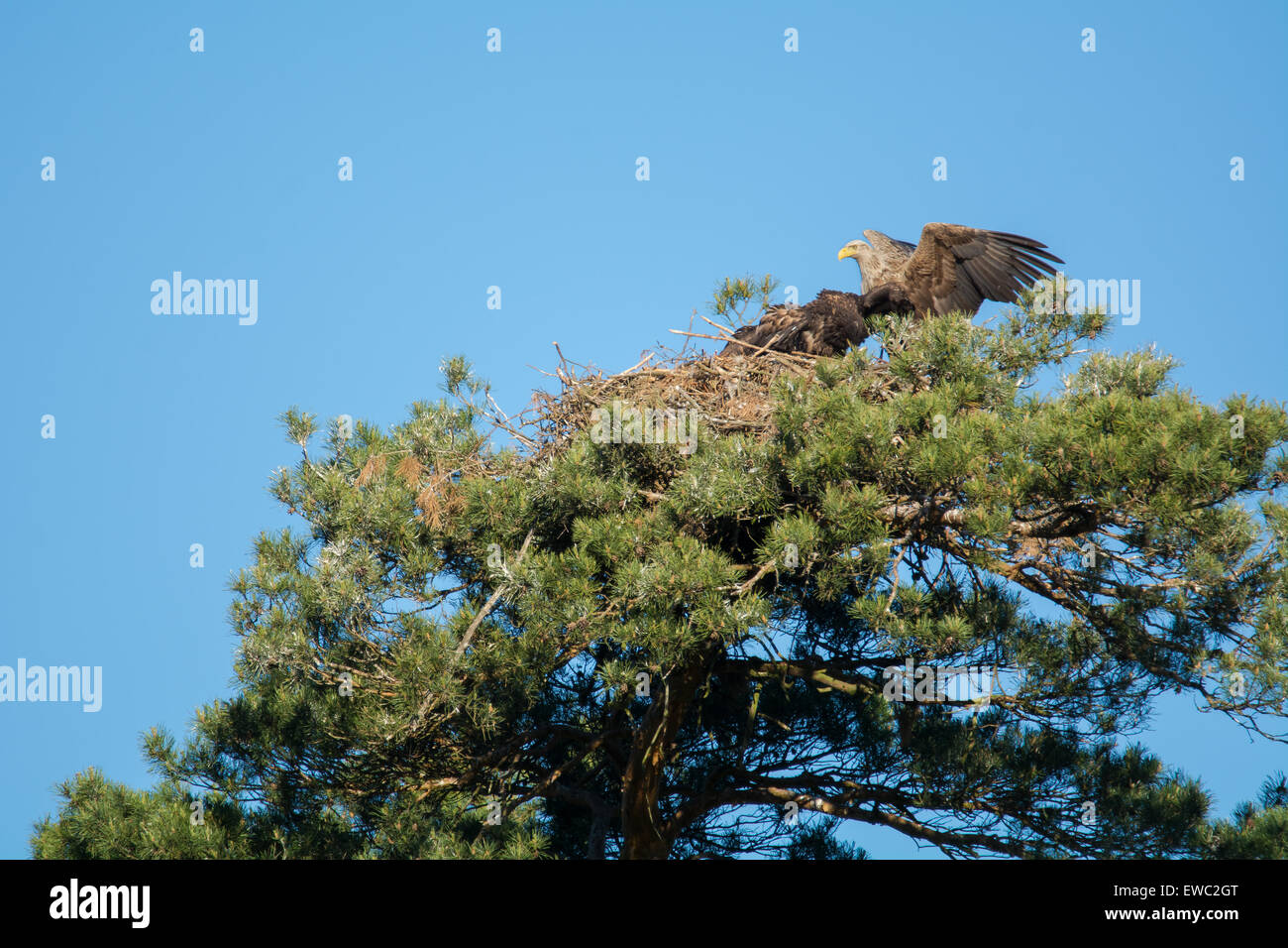 white-tailed eagle Stock Photo