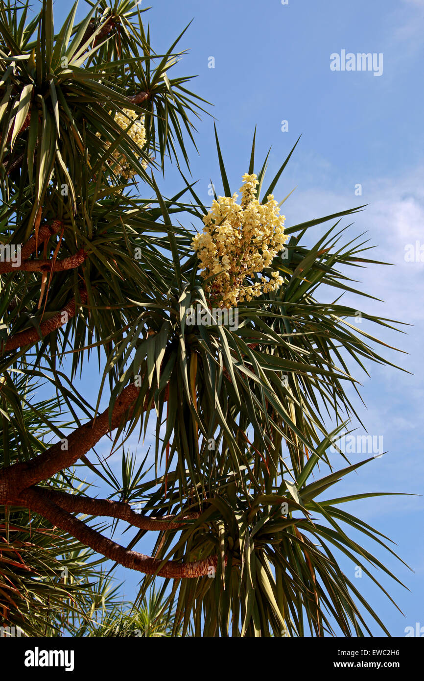 Joshua Tree, Yucca brevifolia, Asparagaceae. Native to southwestern North America, California, Arizona, Utah and Nevada. Stock Photo