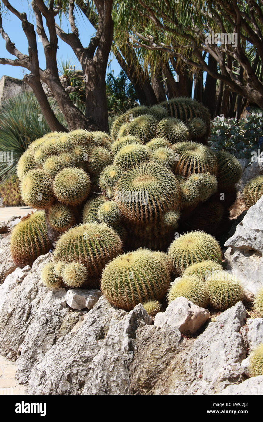 Golden Barrel Cactus, Echinocactus grusonii, Cactaceae. Monaco Botanical Gardens, Monaco. Stock Photo
