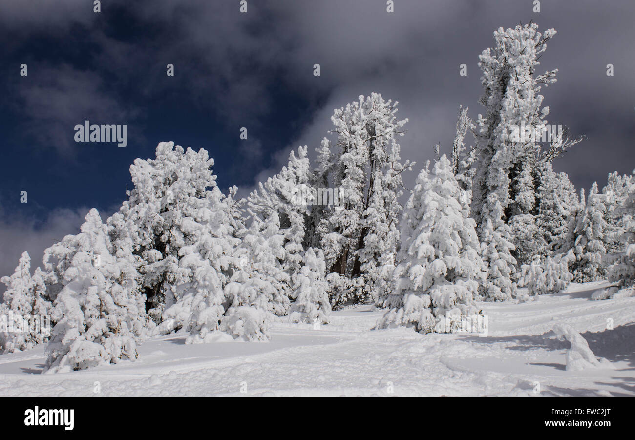 Winter Trees, after heavy snowfall, Mammoth Mountain, California USA Stock Photo
