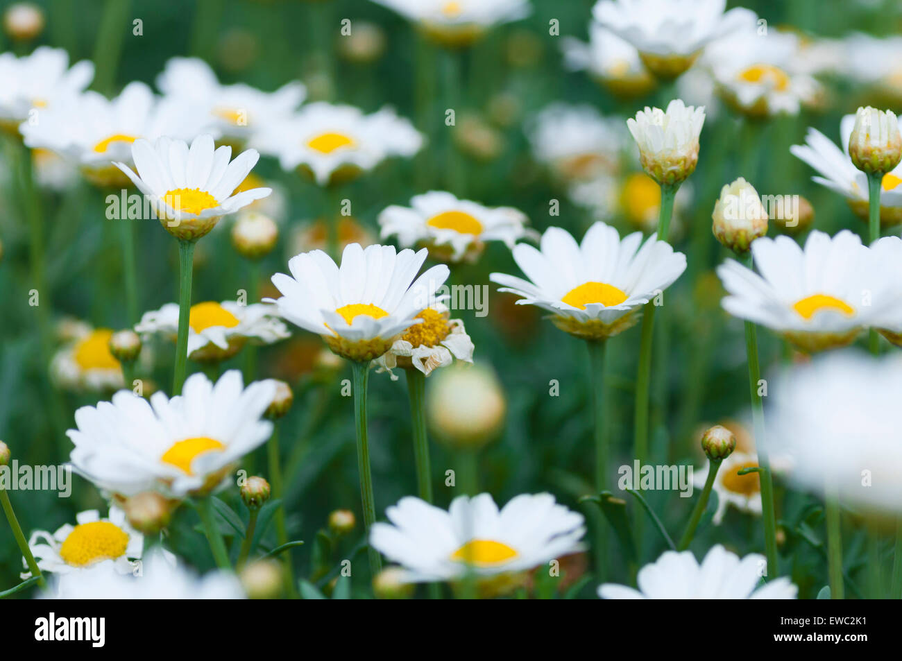 White daisies in a meadow Stock Photo - Alamy