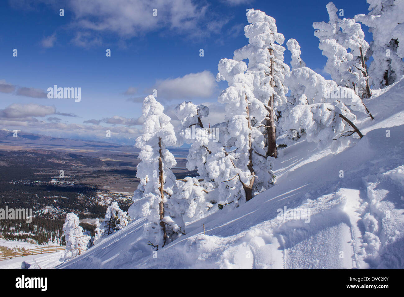 Winter Trees, after heavy snowfall, Mammoth Mountain, California USA Stock Photo