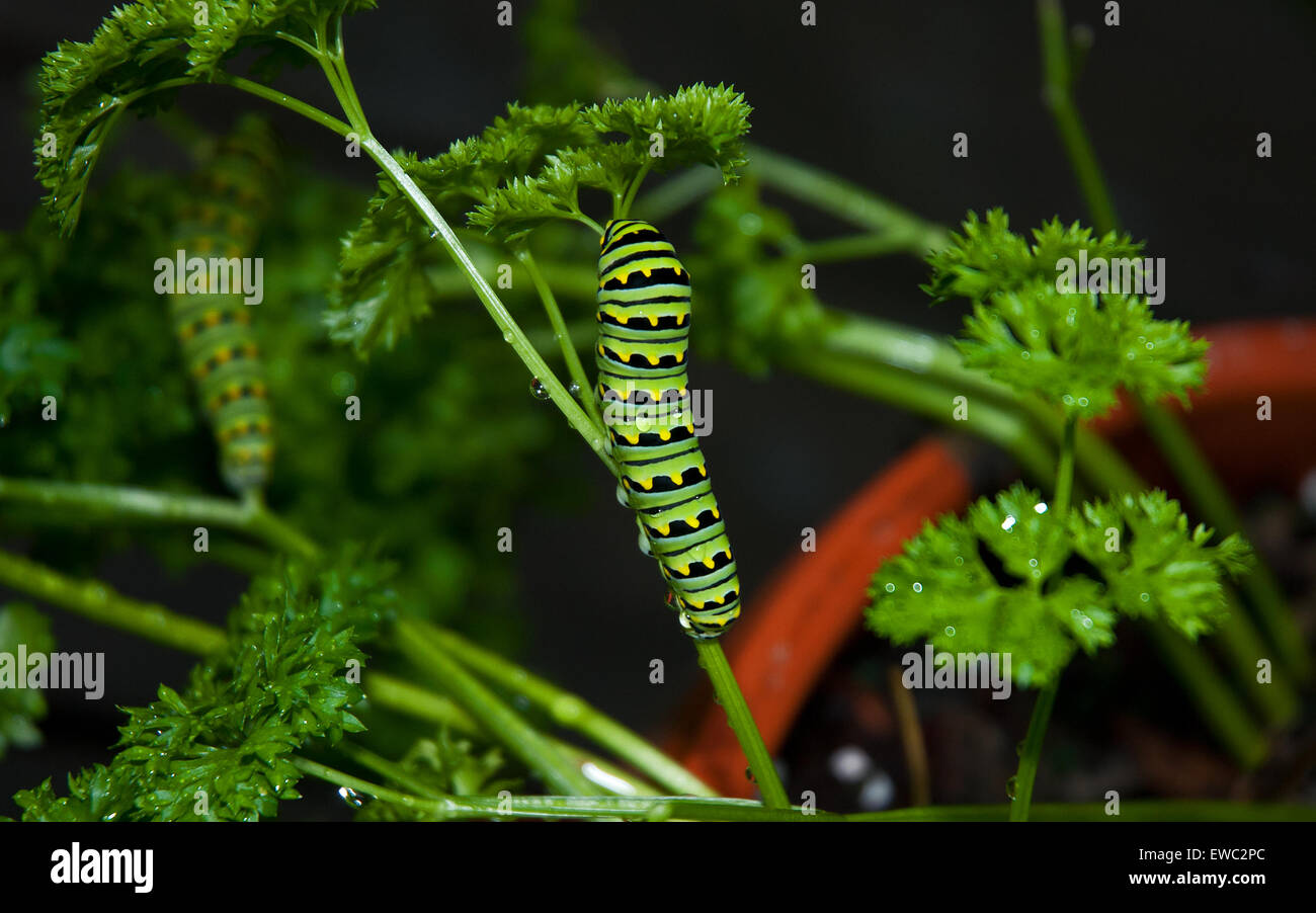 Black Swallowtail Caterpillar on Parsley Stock Photo Alamy