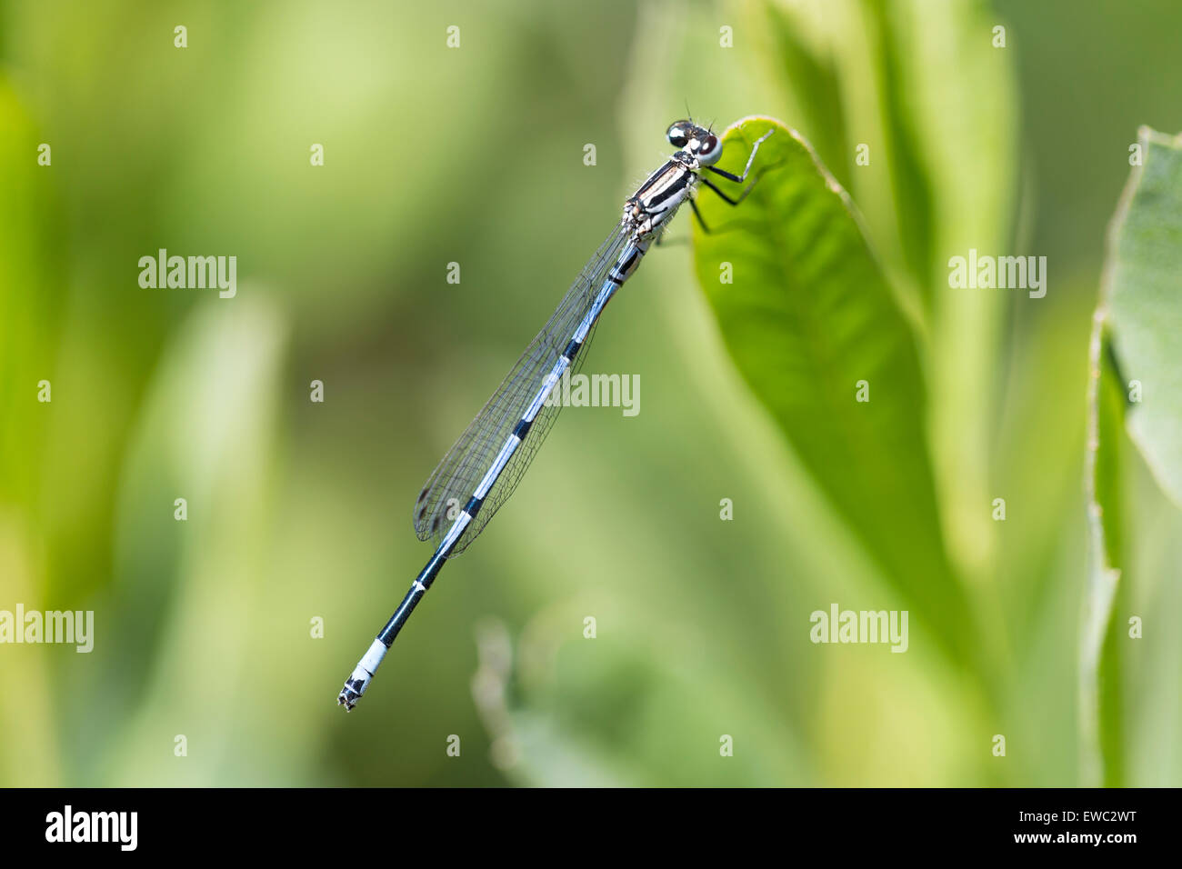 Azure Damselfly - Coenagrion puella Stock Photo - Alamy