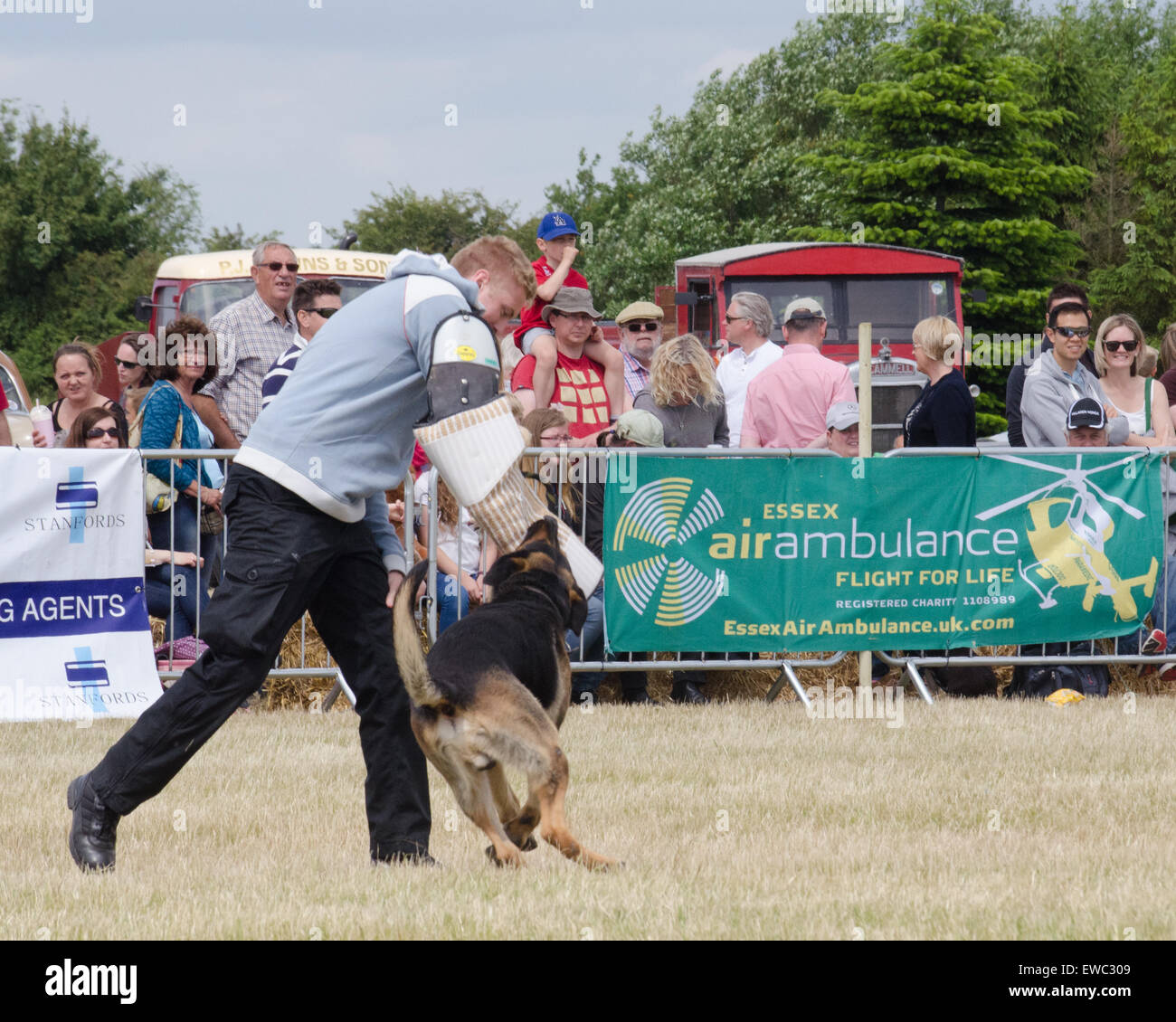Essex Police Dog Unit on display at the Blackwater Country Show UK June 2015 Stock Photo