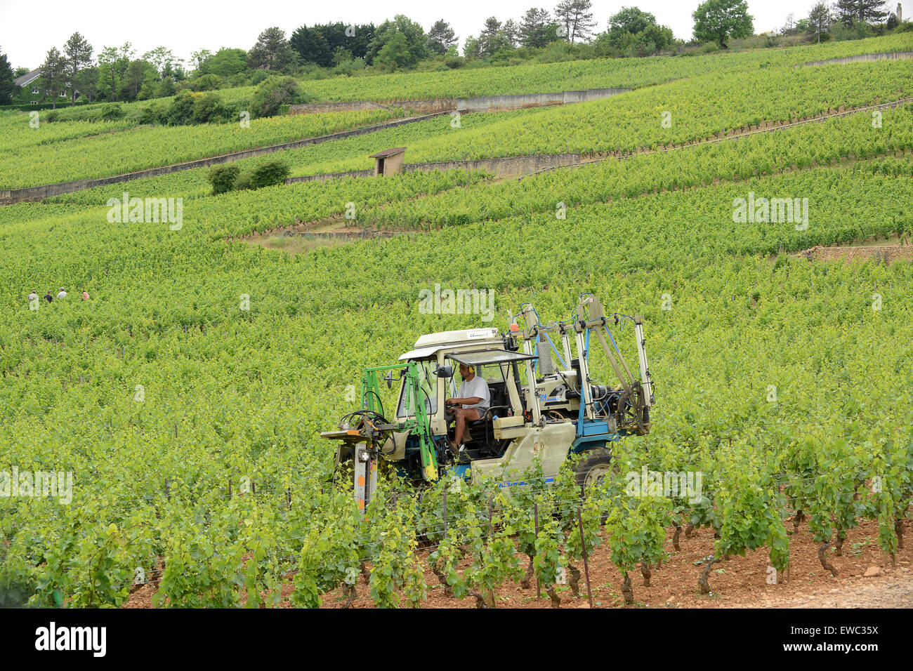 Mechanical vine trimming pruning Beaune Premier Cru vineyards in Burgundy France Stock Photo