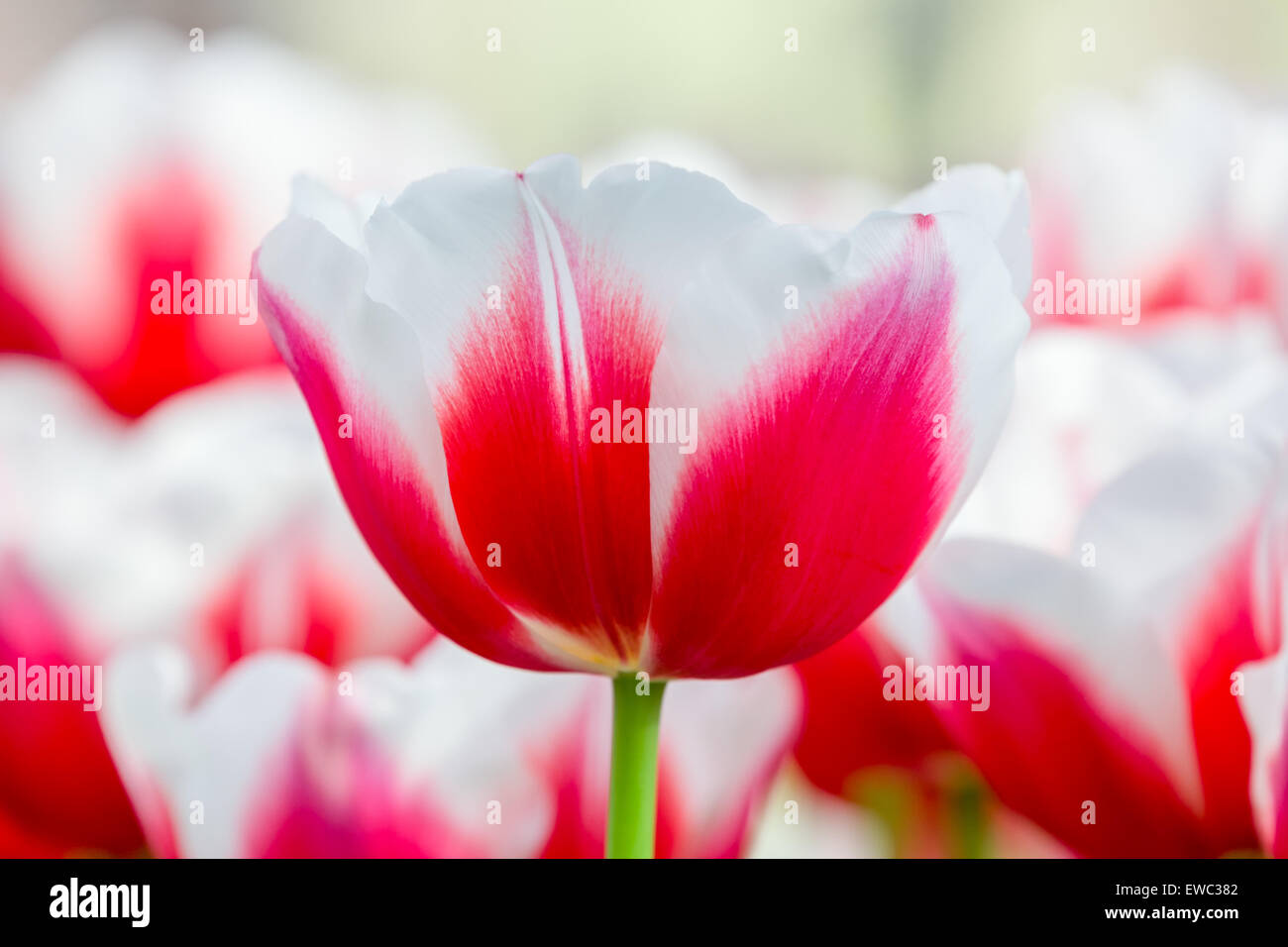 Red with white tulip in front of tulips field Stock Photo