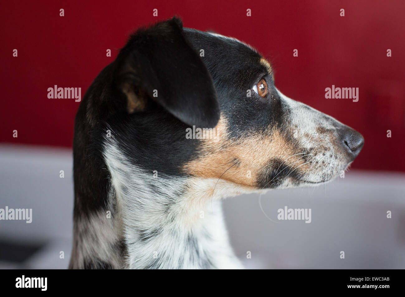 Wheat Ridge, Colorado - A portrait of Chloe the dog. She is part Whippet and part Jack Russell terrier. Stock Photo