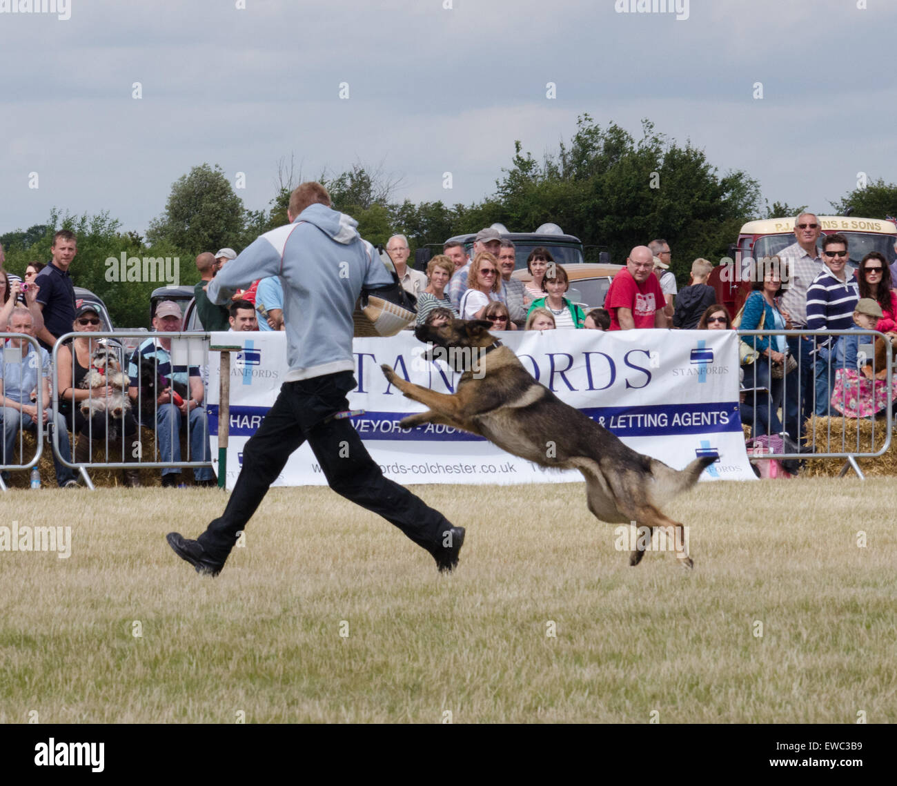 Essex Police Dog Unit on display at the Blackwater Country Show UK June 2015 Stock Photo