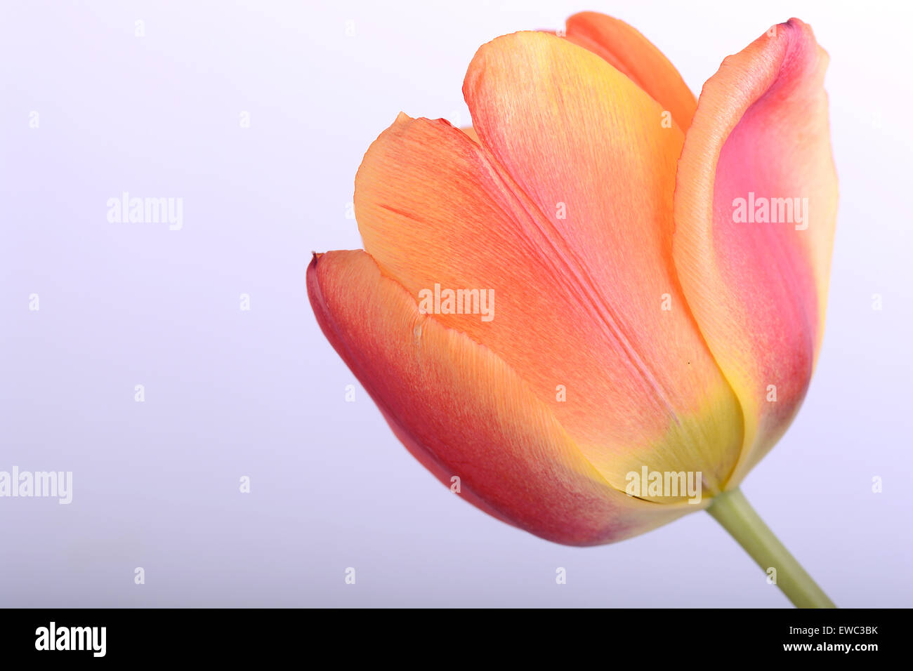 Close up beautiful red tulip flower Stock Photo - Alamy