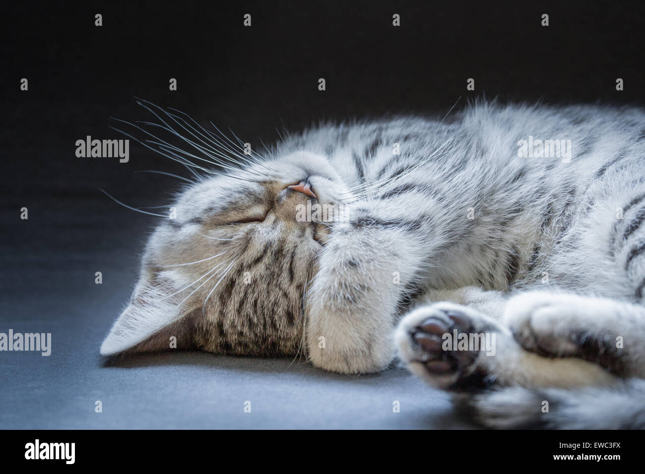 Young black silver tabby cat lying lazy and sleepy isolated on grey black background Stock Photo