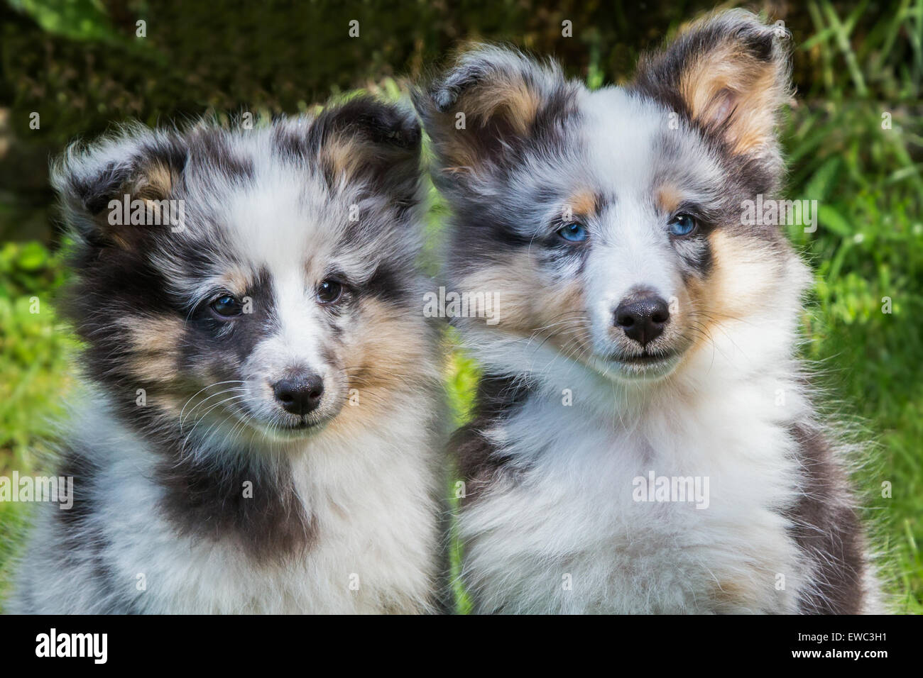 Portrait of two young sheltie dogs outdoors in garden Stock Photo