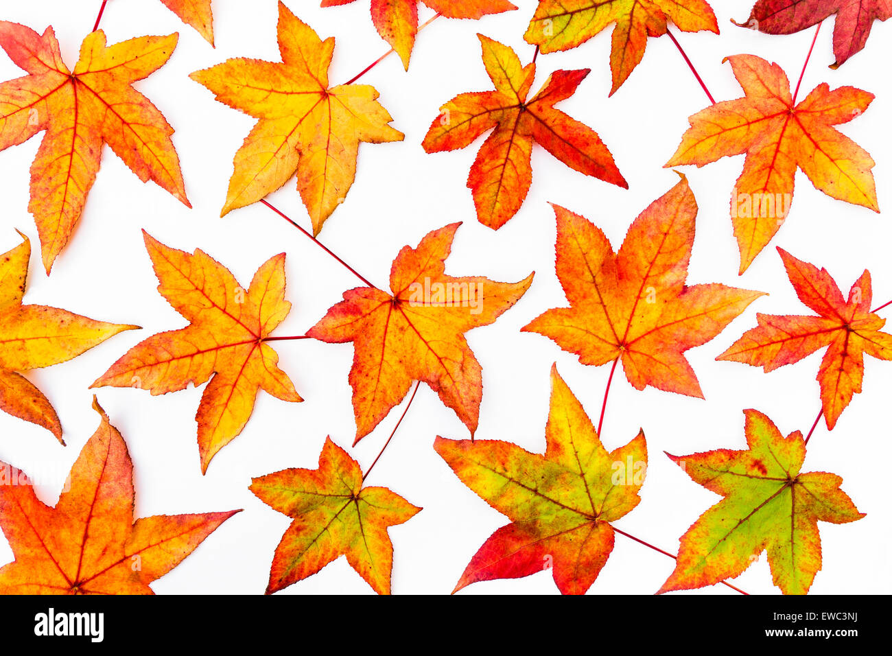 Fall maple leaves in various autumn colors isolated on white background Stock Photo