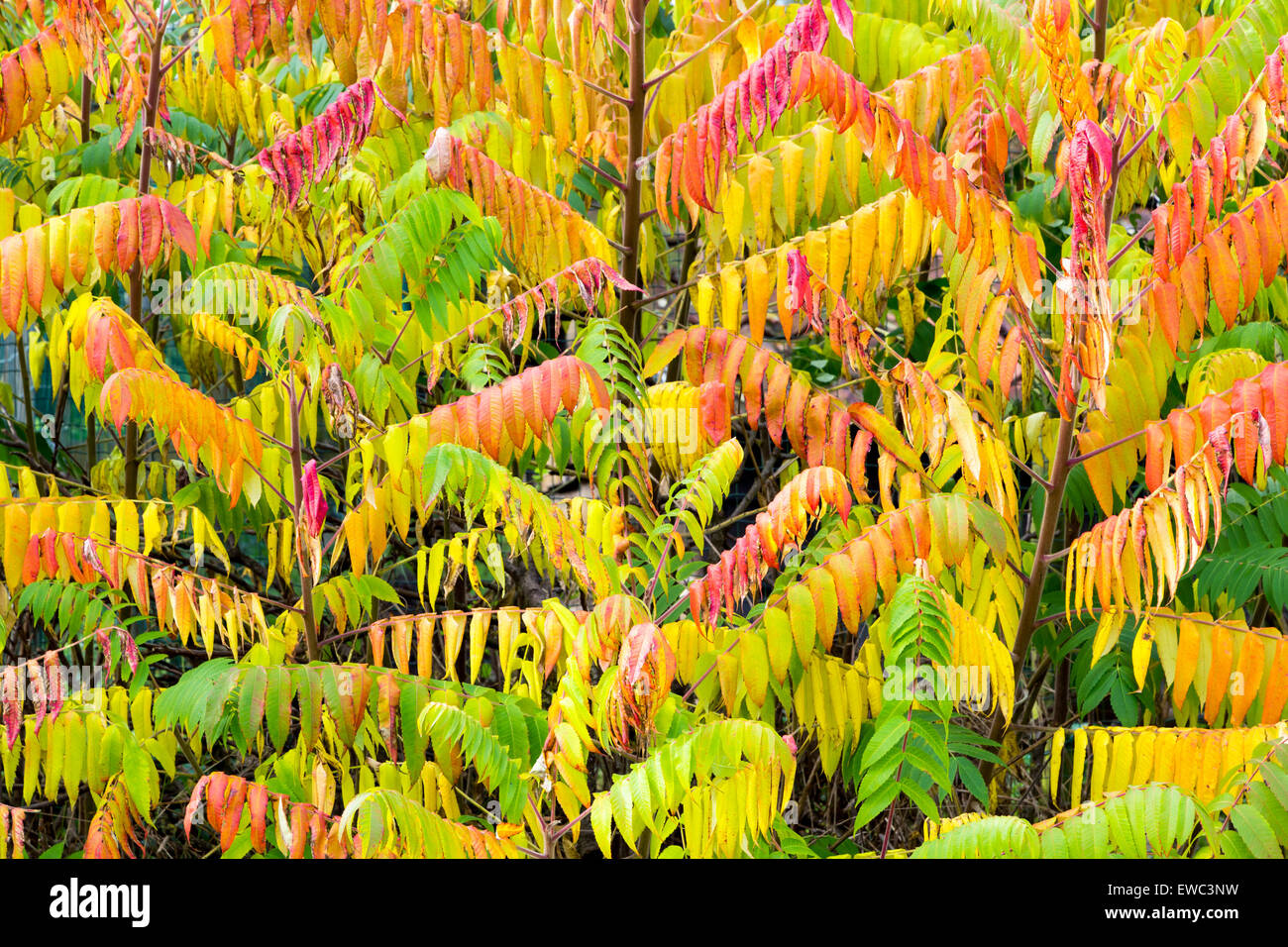 Velvet tree in various autumn colors with green yellow and red Stock Photo